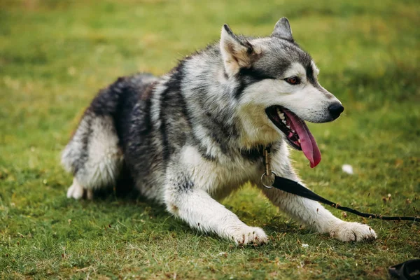 Husky hunden kör utomhus. Underhållning. Floden. Ung hund sitter på gräset utanför. Sommar. — Stockfoto