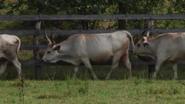 Vacas con cuernos pastando en el campo. Vaca gris húngara . — Vídeos de Stock