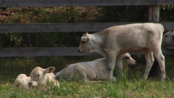 Коровы с рогами пасутся в поле. Серая корова Венгрии . — стоковое видео