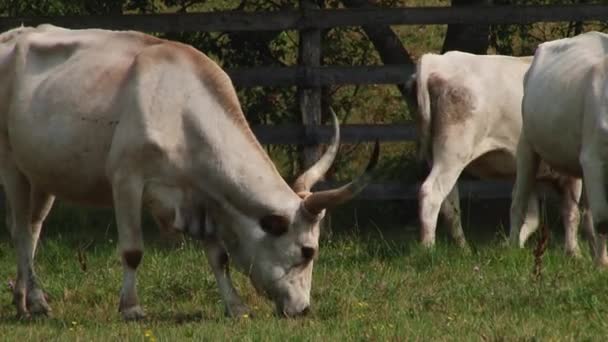 与角牧场吃草的奶牛。匈牙利灰色牛. — 图库视频影像