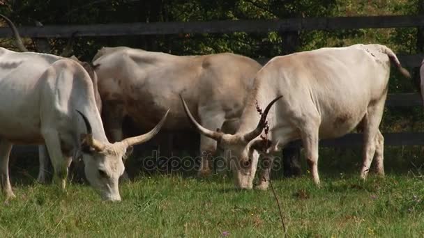 Cows with horns grazing in the field. Hungarian gray cow. — Stock Video