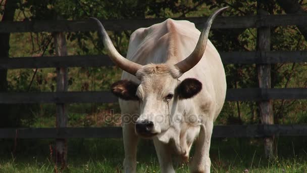 Vaches avec cornes broutant dans le champ. Vache grise hongroise . — Video