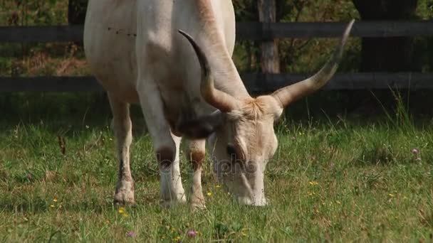 Mucche con le corna al pascolo nel campo. Mucca grigia ungherese . — Video Stock