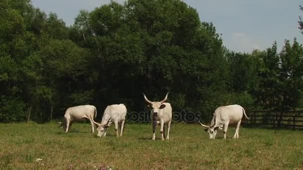 Koeien met horens grazen in het veld. Hongaarse grijze koe. — Stockvideo