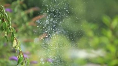 Güzel çiçekler ve çalılar. Splash çeşme yakınındaki çiçekler. Güneş Spring.A kelebek bir çiçek üzerinde oturur