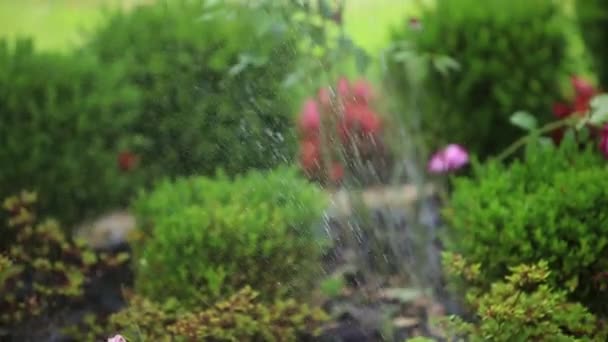 Hermosas flores y arbustos. Fuente de salpicadura cerca de las flores. Sol. Primavera.Una mariposa se sienta sobre una flor — Vídeo de stock