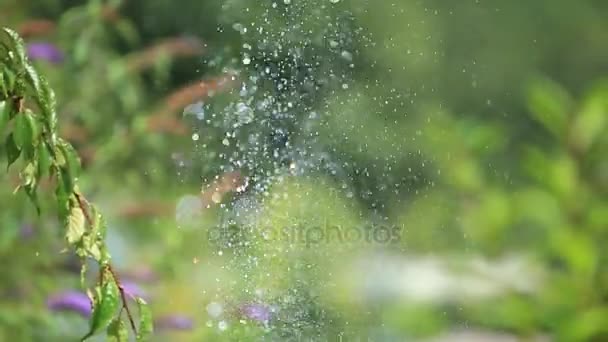 Prachtige bloemen en struiken. Splash fontein in de buurt van de bloemen. Sun. Spring.A vlinder zit op een bloem — Stockvideo