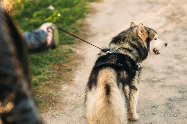 Una chica está paseando con un perro por el terraplén. Hermoso perro Husky. El río. Primavera . —  Fotos de Stock