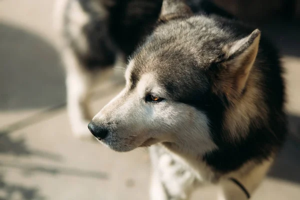 Husky hunden kör utomhus. Underhållning. Floden. Ung hund sitter på gräset utanför. Sommar. — Stockfoto