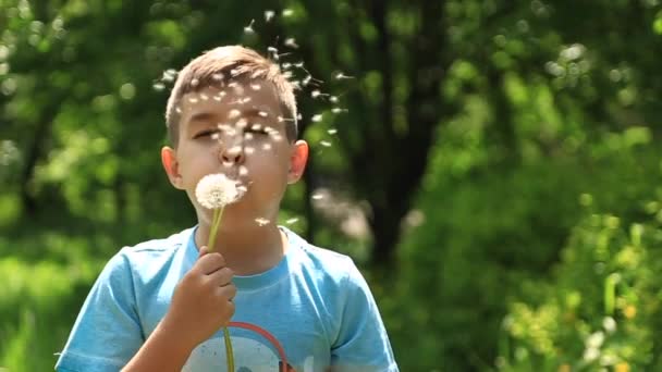 Kleiner Junge im gestreiften T-Shirt, der Löwenzahn bläst. Frühling, sonniges Wetter. — Stockvideo