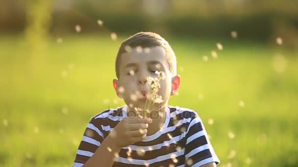 Liten pojke i en randig T-shirt som blåser en maskros. Våren, soligt väder. — Stockvideo