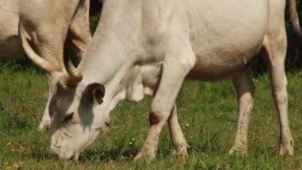 Krávy s rohy pastvy v poli. Maďarský šedé kráva. — Stock video