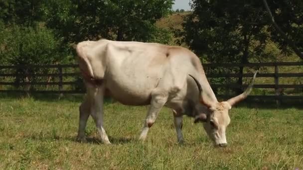 Vacas com chifres pastando no campo. Vaca cinzenta húngara . — Vídeo de Stock