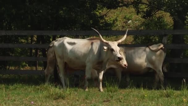 Kor med horn som bete i fältet. Ungerska grå Ko. — Stockvideo