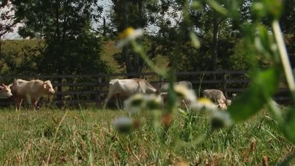 Cows with horns grazing in the field. Hungarian gray cow. — Stock Video