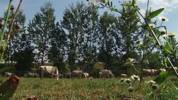 Αγελάδες με κέρατα που βόσκουν στο πεδίο. Ουγγρικά-γκρίζα αγελάδα. — Αρχείο Βίντεο