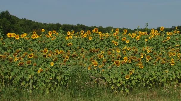 Autumn sunflowers under the rays of the sun — Stock Video