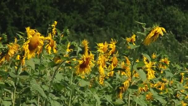 Herfst zonnebloemen onder de stralen van de zon — Stockvideo