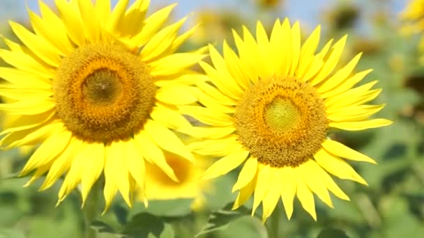 Sonnenblumen im Herbst unter den Sonnenstrahlen — Stockvideo