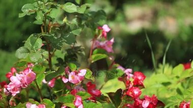 Çiçeklenme çiçekler üzerinde uçan kelebek