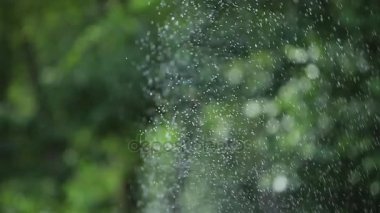 Çiçeklenme çiçekler üzerinde uçan kelebek