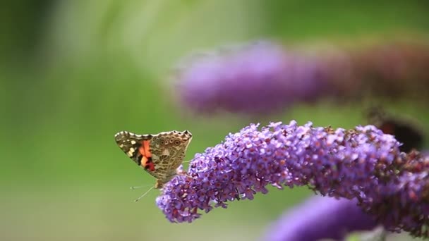 Flying butterfly on flowering flowers — Stock Video