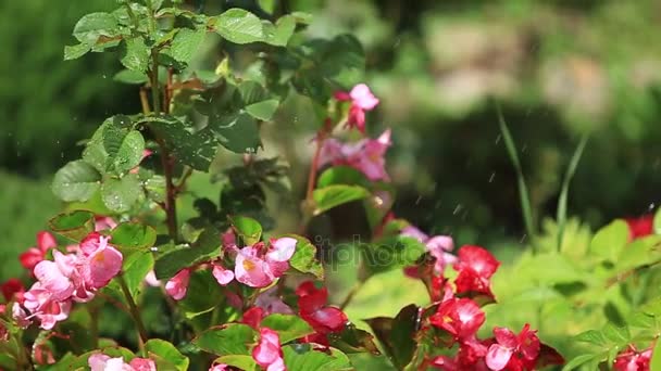 Flying butterfly on flowering flowers — Stock Video