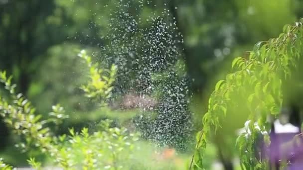 Vlinder vliegen op bloeiende bloemen — Stockvideo