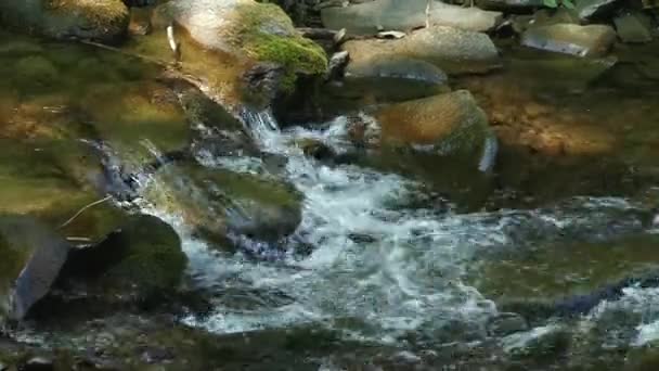 Dağ nehir taşları üzerine akan su. Orman. Sıçramak. — Stok video