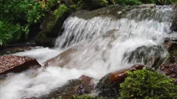 Gebirgsflusswasser, das auf den Steinen fließt. Wald. Splatter. — Stockvideo