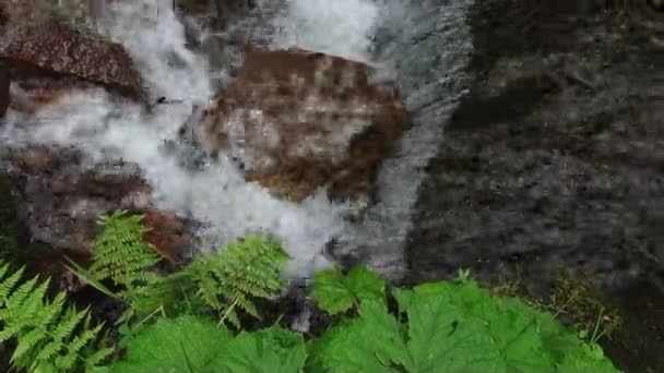 Berg rivier water stroomt op de stenen. Bos. Splatter. — Stockvideo