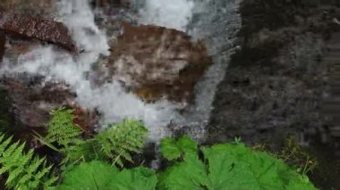 Dağ nehir taşları üzerine akan su. Orman. Sıçramak.