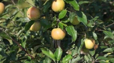 Güzel ve olgun elma. Bahçede elma ağacı.