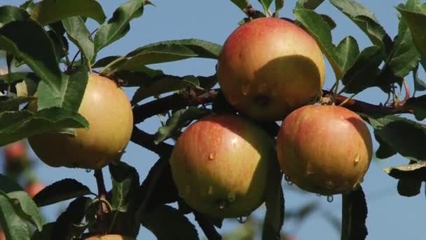 Manzanas hermosas y maduras. Manzano en el jardín . — Vídeo de stock