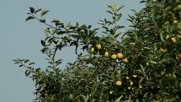 Красивые и спелые яблоки. Яблоня в саду . — стоковое видео
