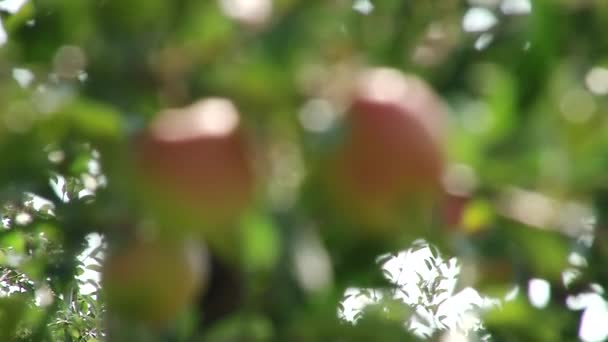 Manzanas hermosas y maduras. Manzano en el jardín . — Vídeo de stock