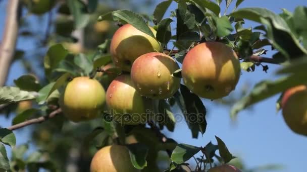 De belles pommes mûres. Pommier dans le jardin . — Video