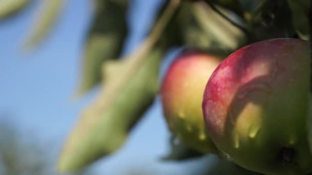 美丽和成熟的苹果。在花园里的苹果树. — 图库视频影像