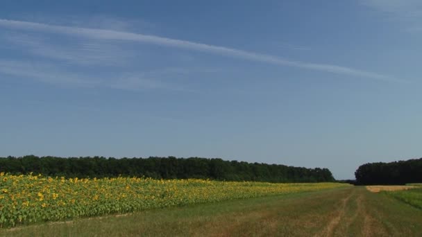 Girasoles Otoño Bajo Los Rayos Del Sol — Vídeo de stock