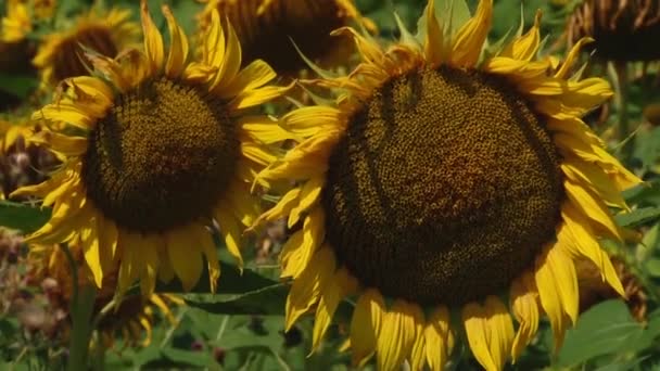 Girasoles Otoño Bajo Los Rayos Del Sol — Vídeos de Stock