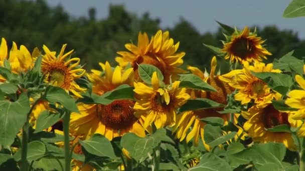 Tournesols d'automne sous les rayons du soleil 