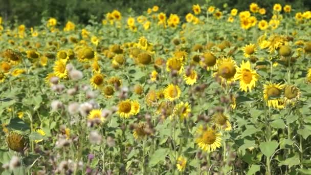 Girasoles Otoño Bajo Los Rayos Del Sol — Vídeos de Stock