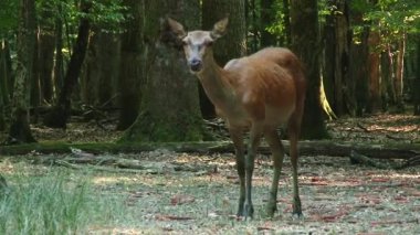 Genç Karaca ormanda yürüyüş yaz forestwhite kuyruklu geyik yürüyüş