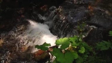 Ormandaki nehir dağ. Kayalar şeffaf su akıyor.