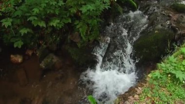 Ormandaki nehir dağ. Kayalar şeffaf su akıyor.