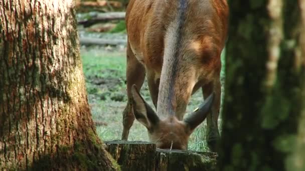 Unga Rådjur Vandrar Sommar Forestwhite Tailed Rådjur Promenader Genom Skogen — Stockvideo