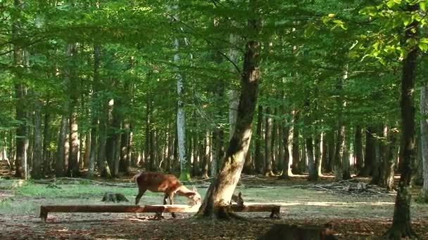 Молоді Олені Ходять Літньому Лісі Білохвостий Олень Ходить Лісом — стокове відео