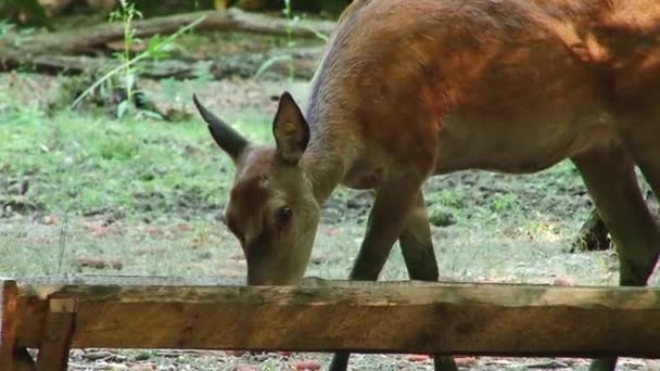 Forestwhite 尾の夏鹿の森を歩いて歩いて若いノロジカ — ストック動画