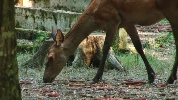 Mladý Srnec Letní Forestwhite Sledoval Jelena Procházce Lese — Stock video