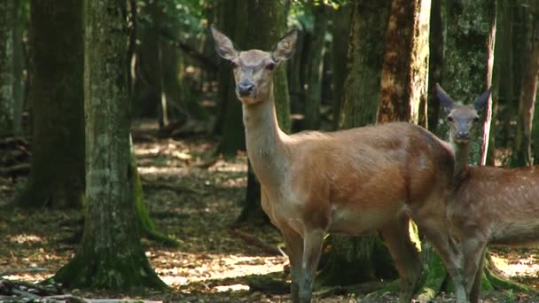 年轻的雄鹿在夏天漫步 Forestwhite 尾鹿穿过树林 — 图库视频影像